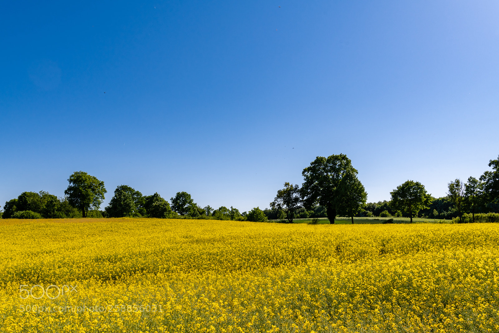 Nikon D850 sample photo. Canola field in northern photography