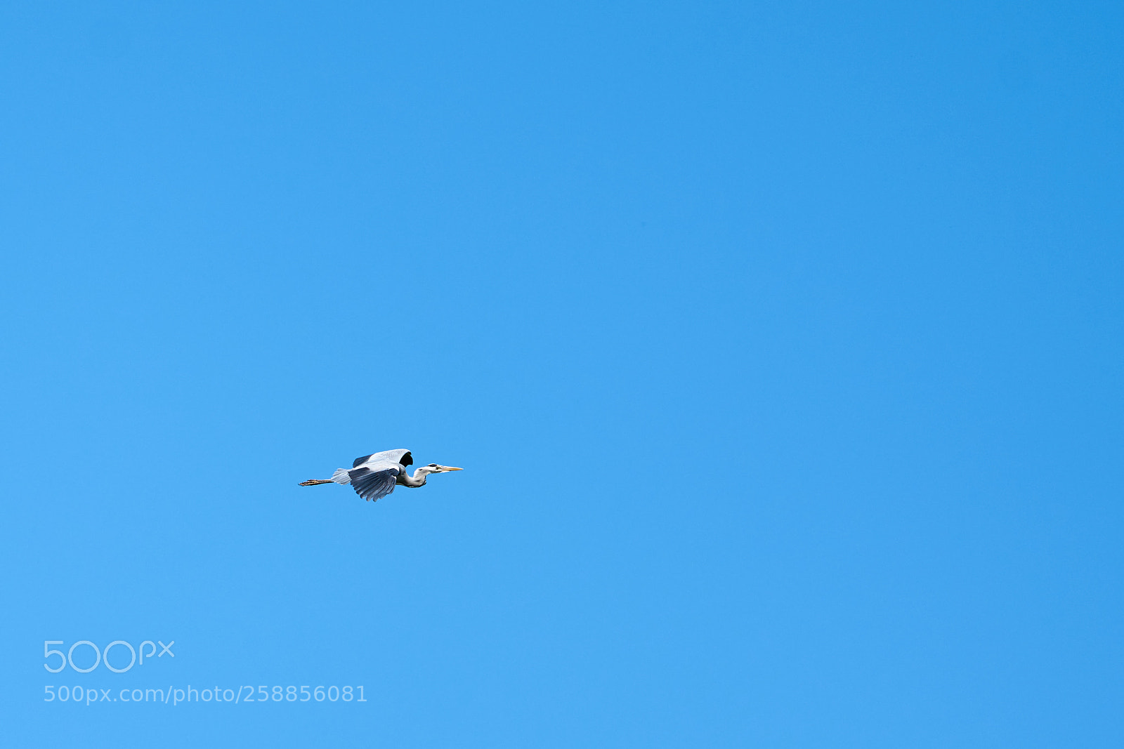 Sony a7R II sample photo. Grey heron in flight photography