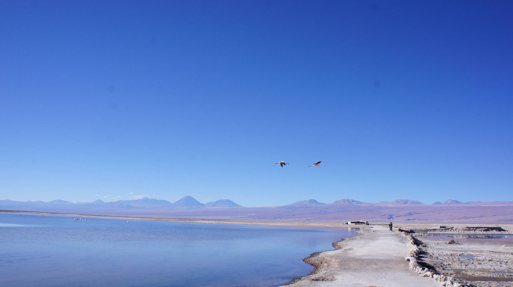 Sony Alpha NEX-3 sample photo. Flamingos flying in a salar in the atacama desert photography