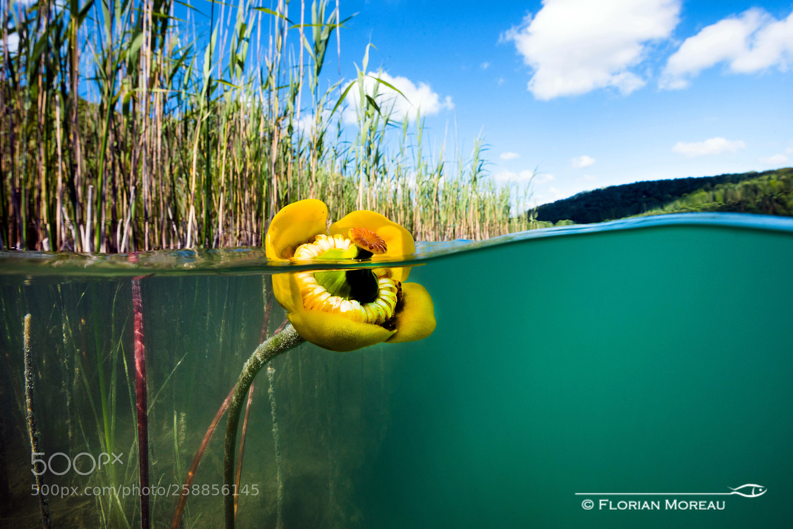 Nikon D800 sample photo. Waterlily flower photography
