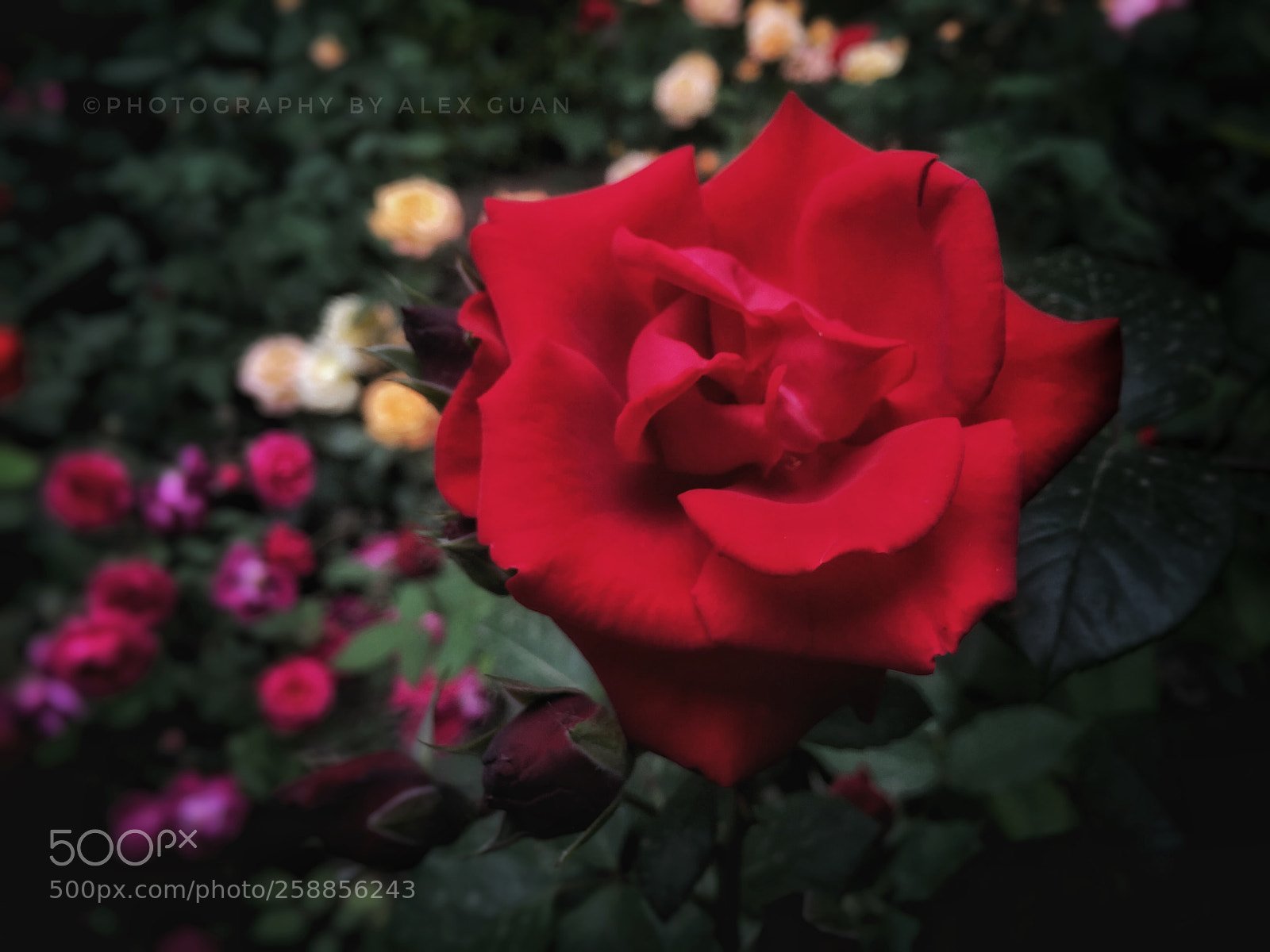 Apple iPhone 6 Plus sample photo. Rose queen photography