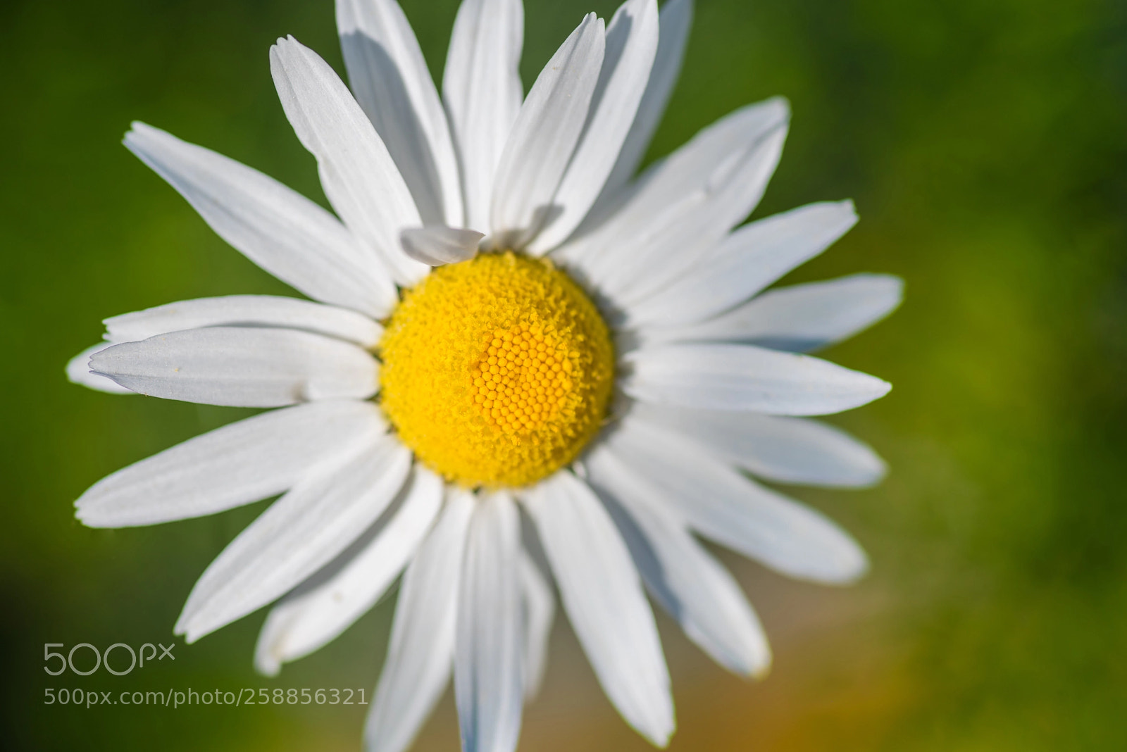 Nikon D750 sample photo. Flower in the sun photography
