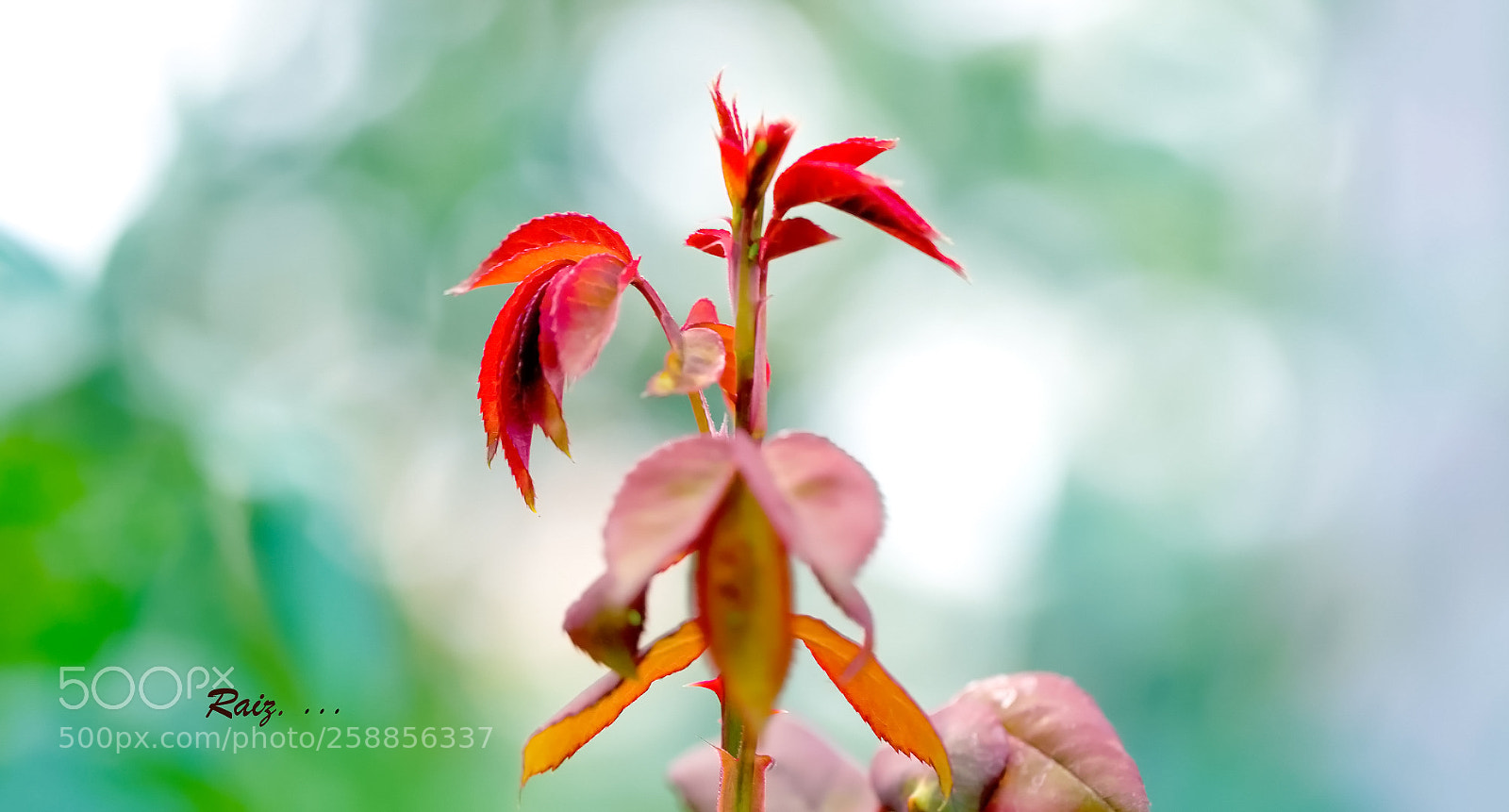 Canon EOS 5DS sample photo. Autumn brings beauty photography