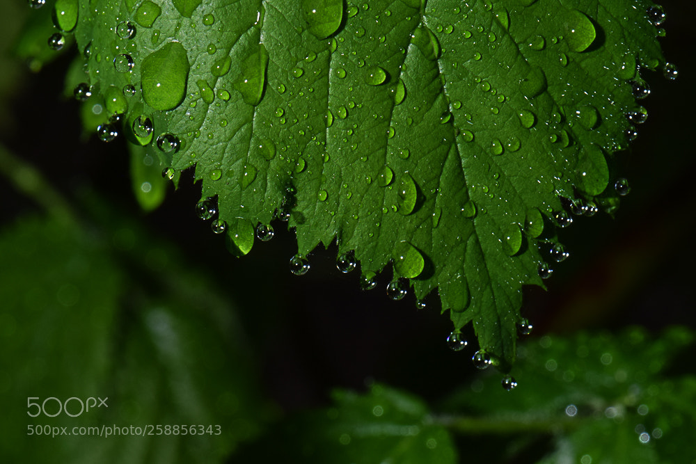 Nikon D3300 sample photo. Blackberry leaf after a photography
