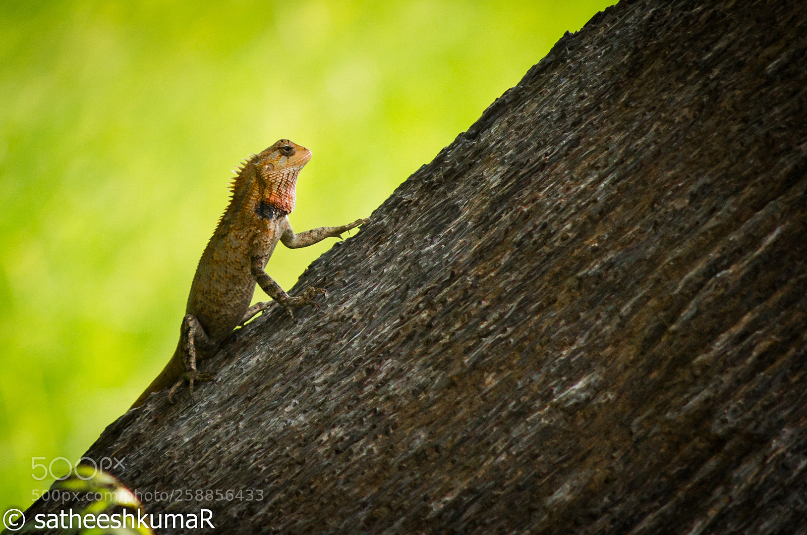 Nikon D3100 sample photo. Lizard !! photography