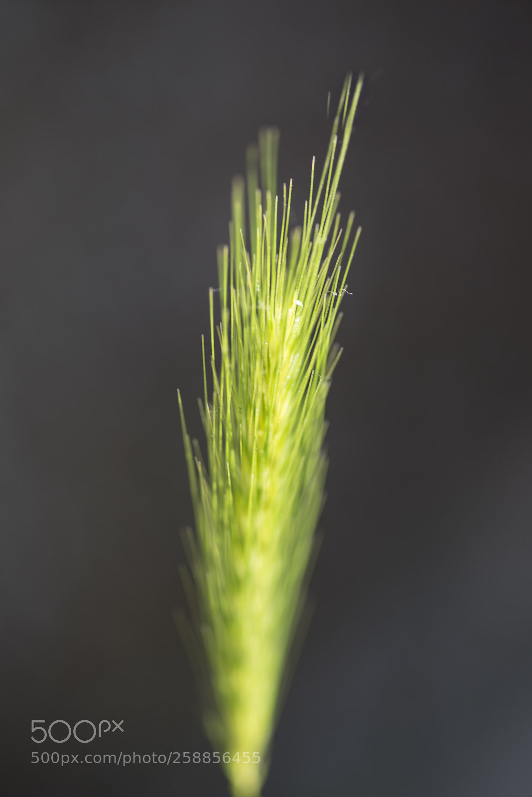 Nikon D750 sample photo. Wild grass photography