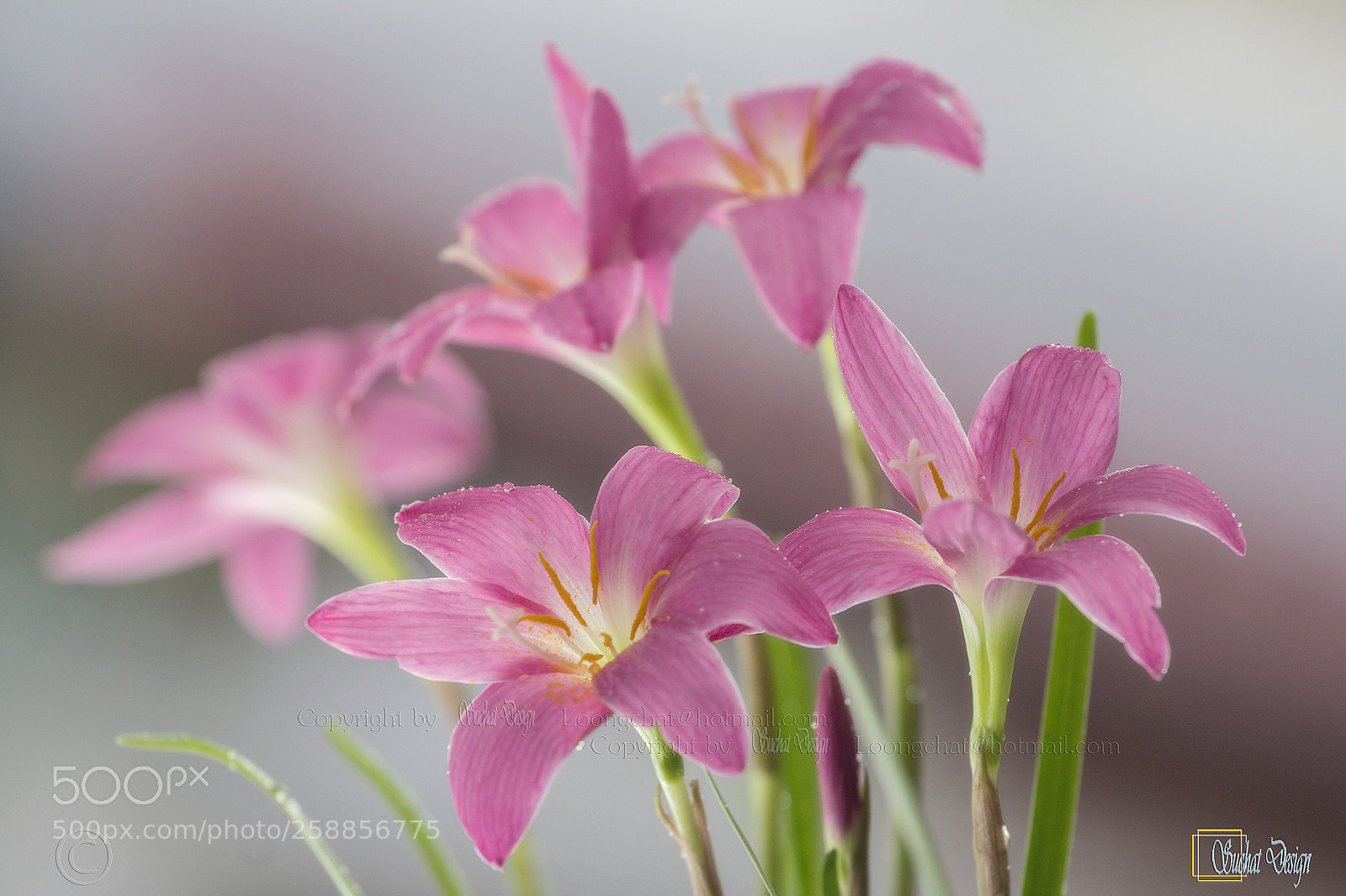 Canon EOS 60D sample photo. Rain lily fairy lily photography