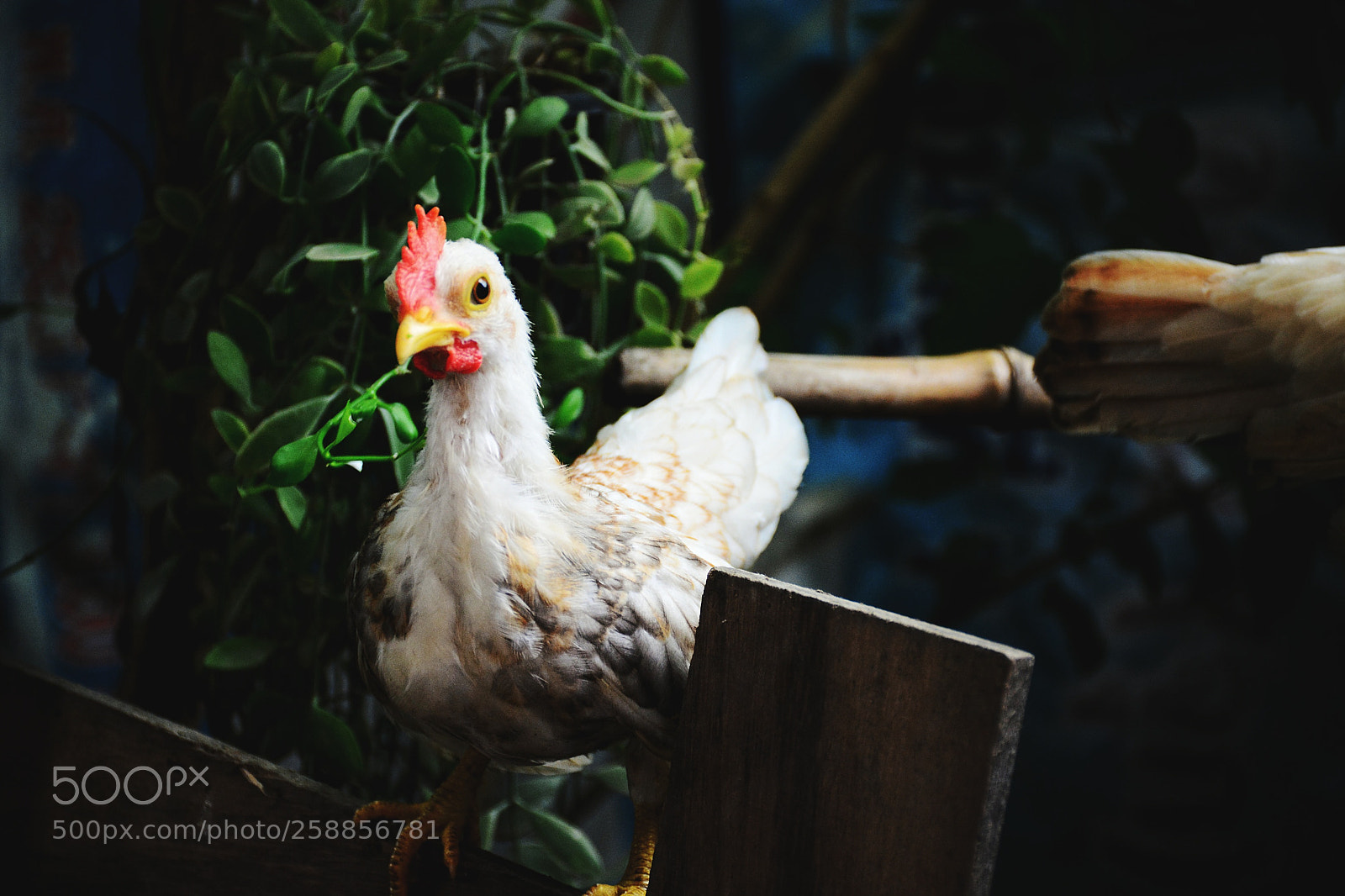 Nikon D5200 sample photo. Beautiful dwarf chicken photography