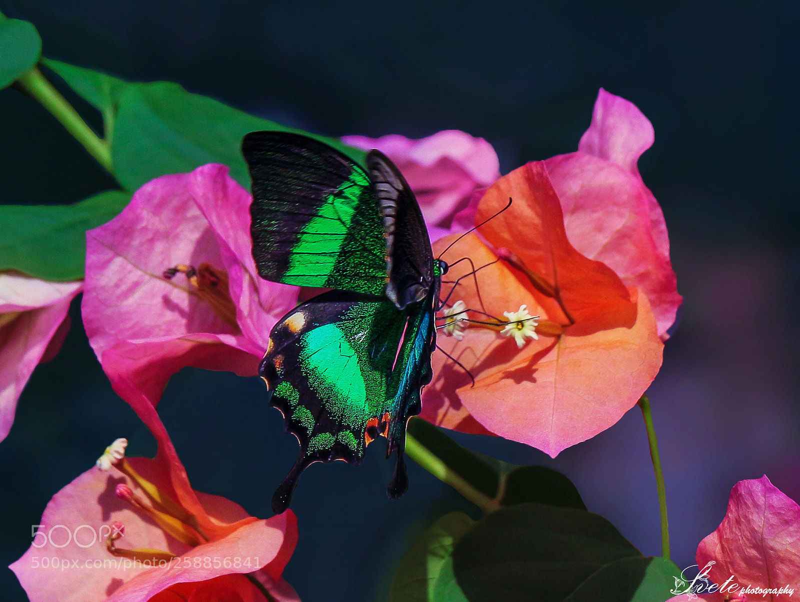 Canon EOS 700D (EOS Rebel T5i / EOS Kiss X7i) sample photo. Emerald swallowtail (papilio palinurus) photography