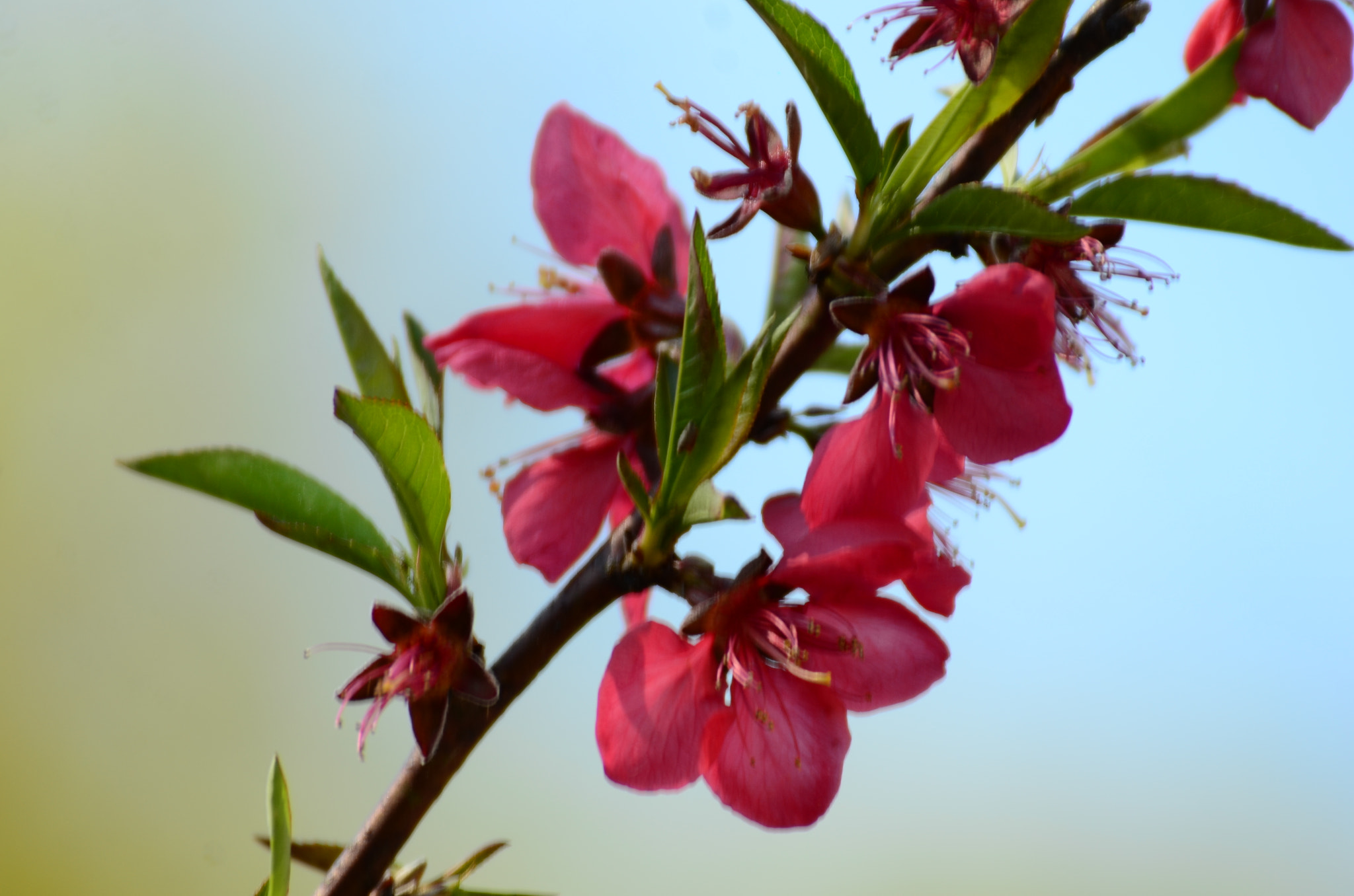 Nikon D7000 sample photo