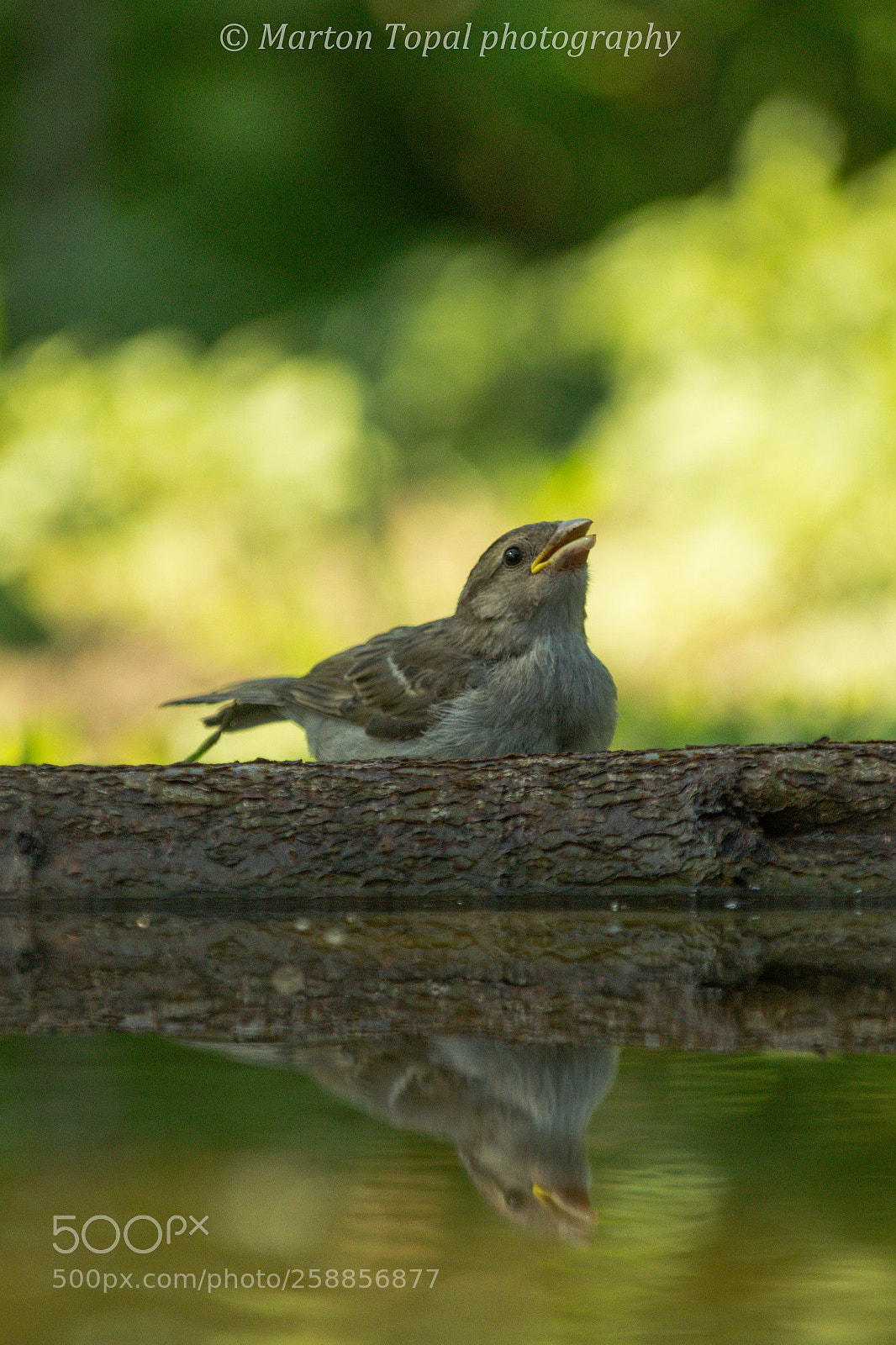 Canon EOS 100D (EOS Rebel SL1 / EOS Kiss X7) sample photo. Sparrow drinking ii photography