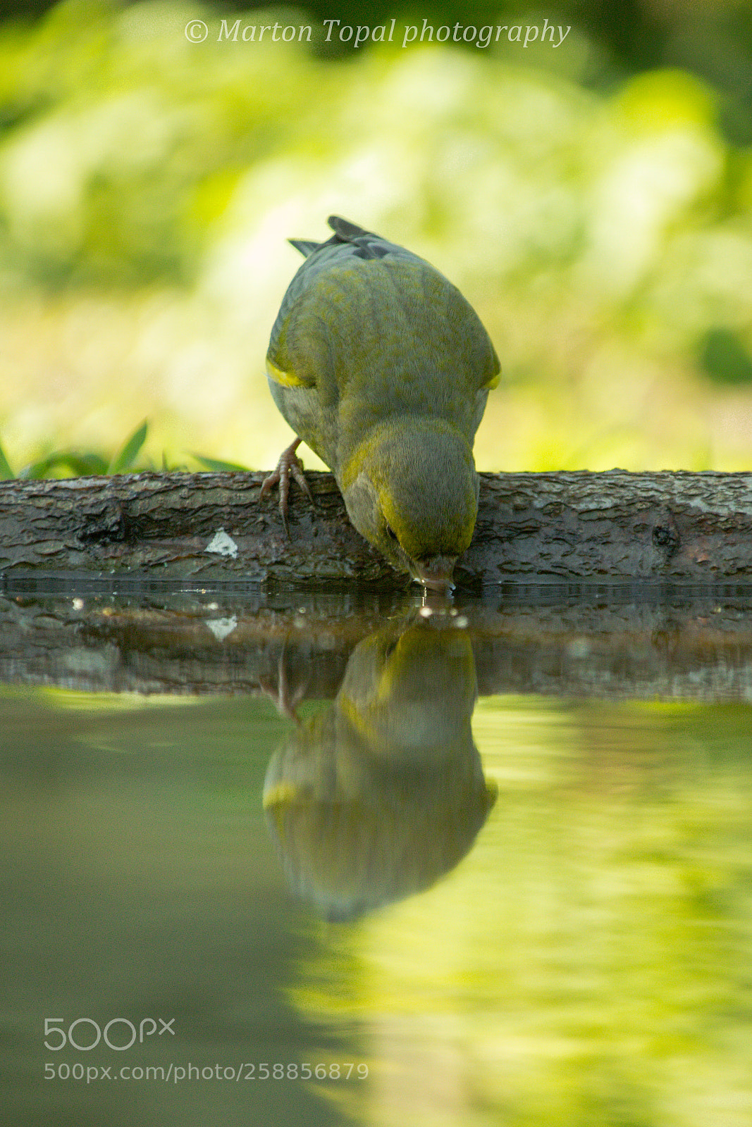 Canon EOS 100D (EOS Rebel SL1 / EOS Kiss X7) sample photo. A thirsty greenfinch photography