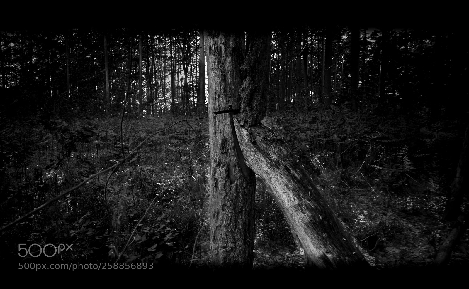 Nikon D810 sample photo. A horror story photography