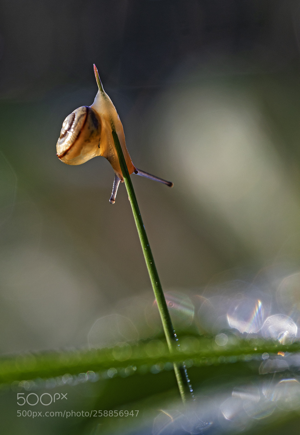 Canon EOS 5D Mark IV sample photo. A little snail photography