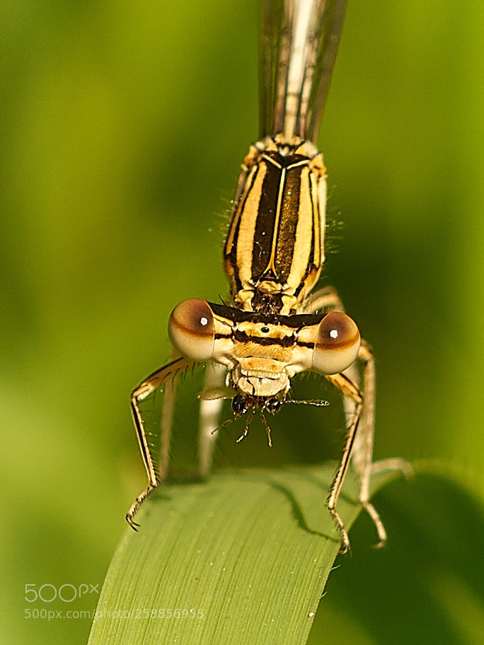 Sony ILCA-77M2 sample photo. Libelle mit beute photography