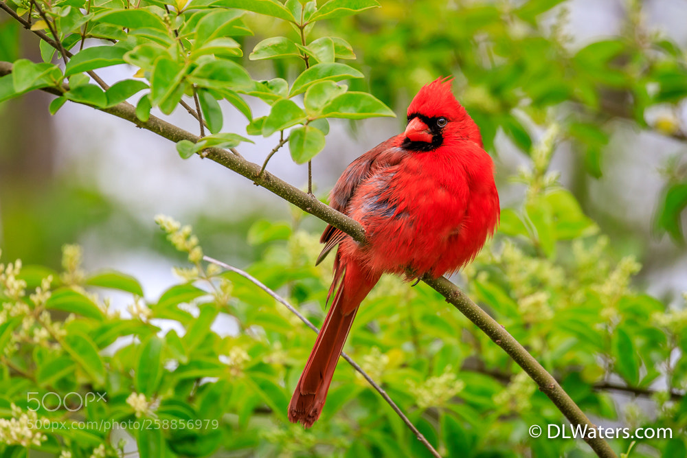 Canon EOS 5D Mark IV sample photo. Cold cardinal photography