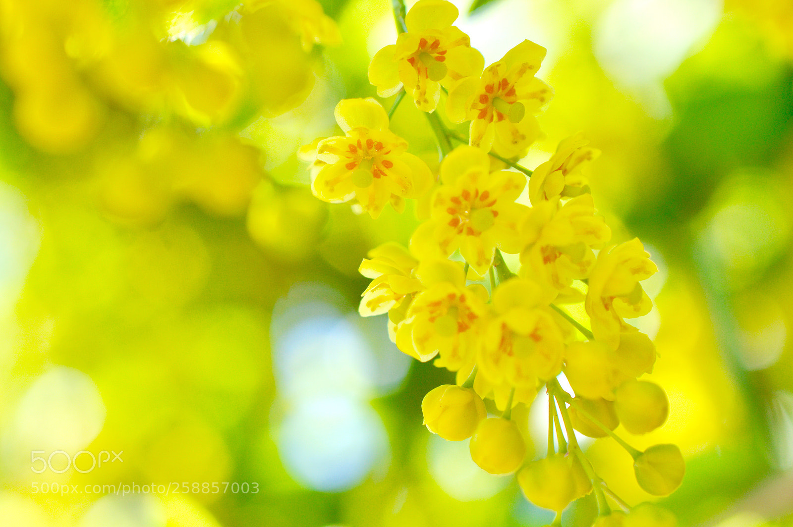 Nikon D3200 sample photo. Berberis amurensis photography
