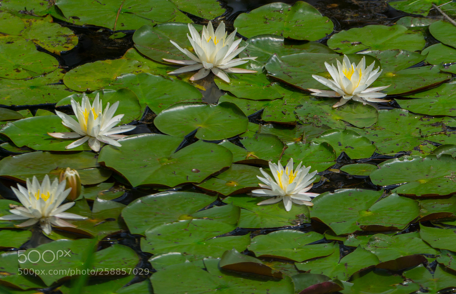Sony a6000 sample photo. Water flowers photography