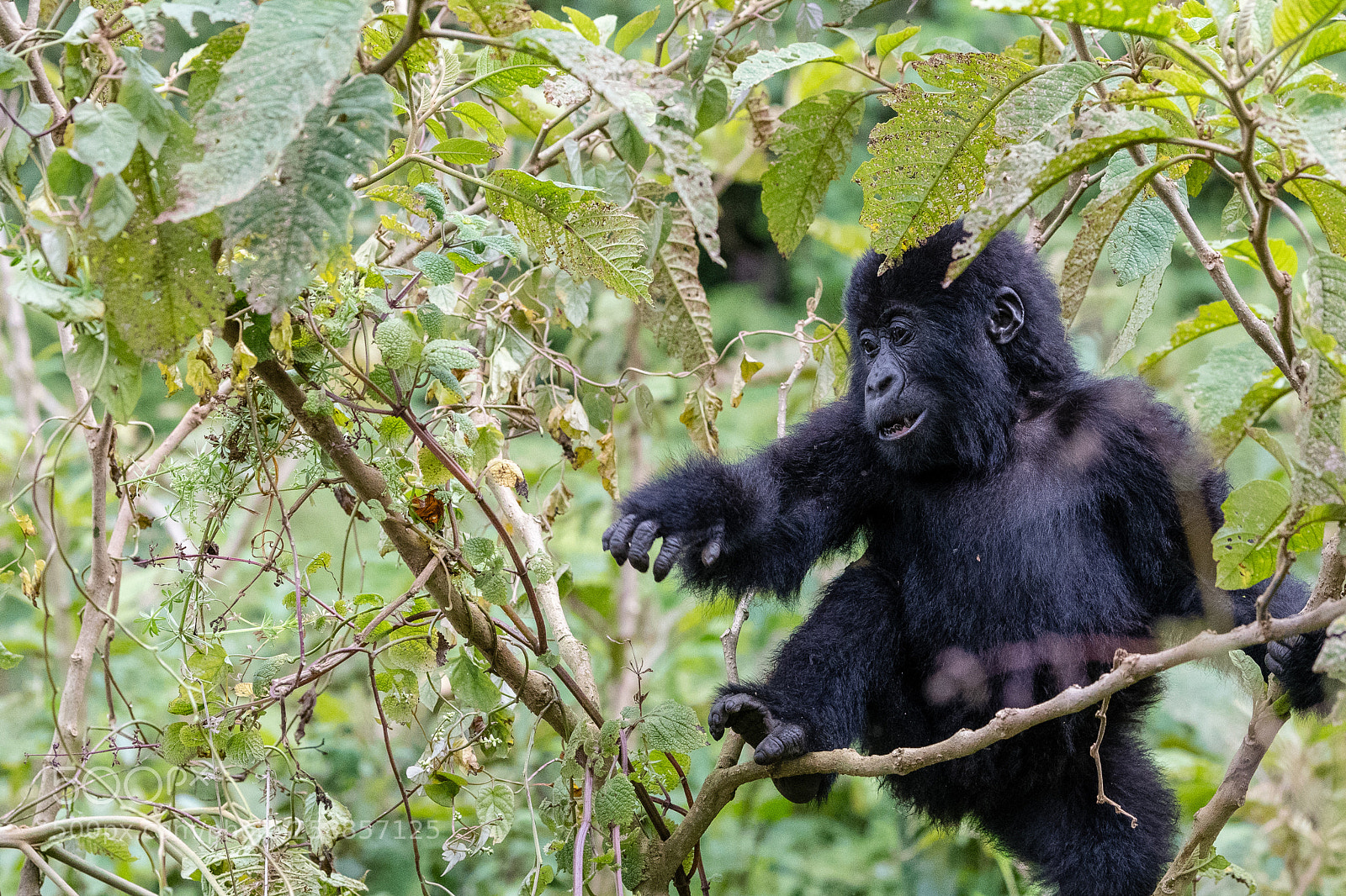 Nikon D500 sample photo. Young mountain gorilla enjoys photography