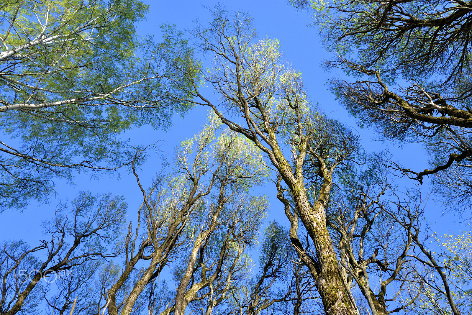 Nikon D610 sample photo. Trees in the spring. photography