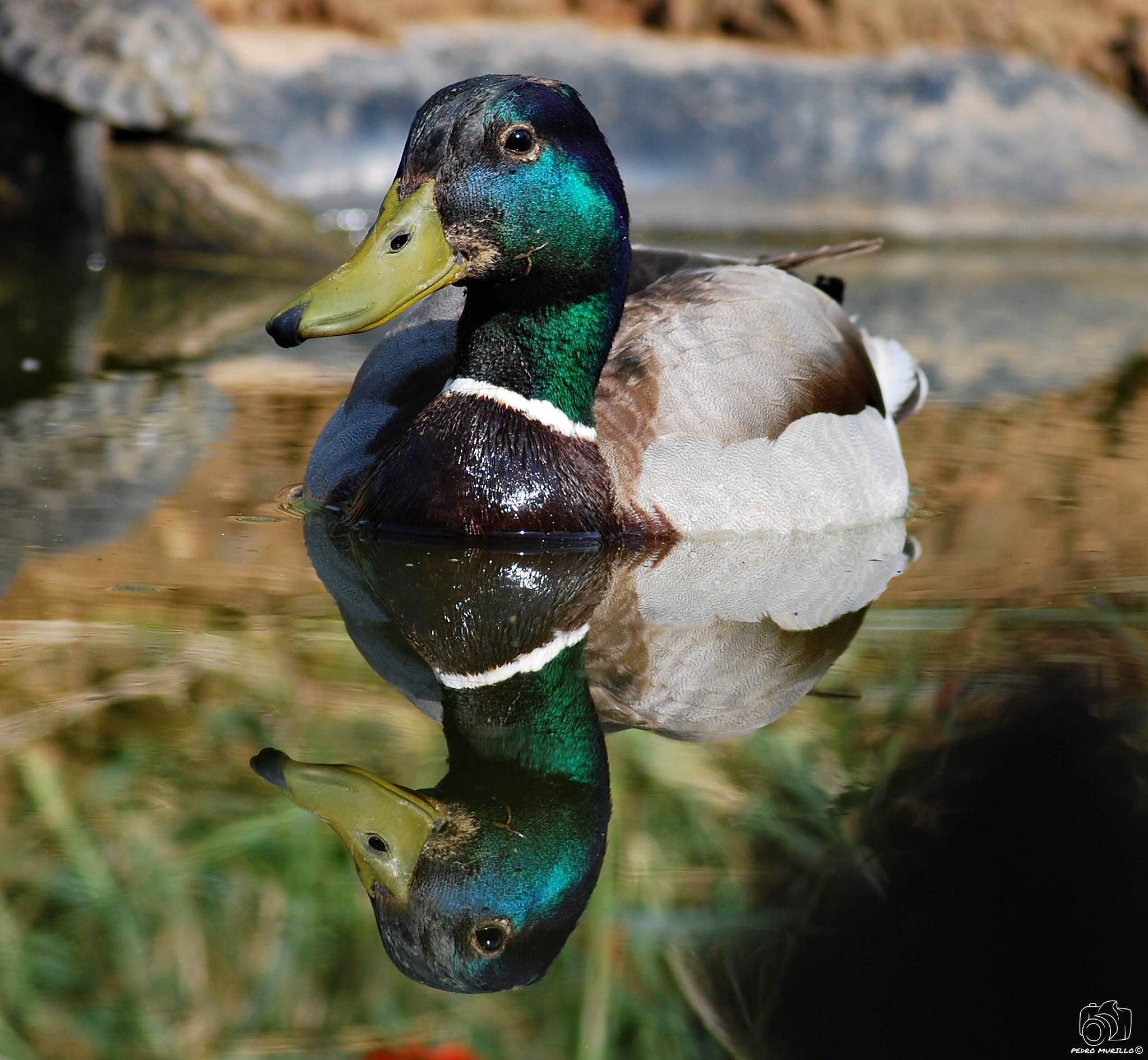 Nikon D60 sample photo