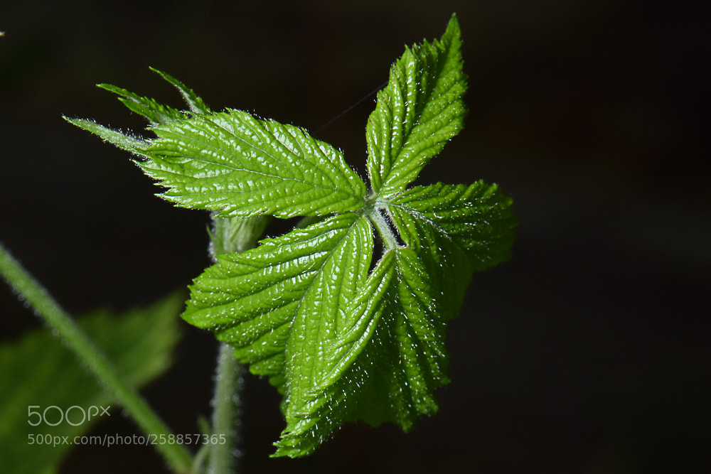 Nikon D3300 sample photo. Emerging leaves photography