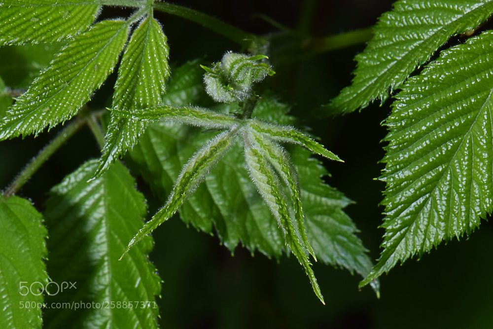 Nikon D3300 sample photo. Fresh blackberry leaves photography