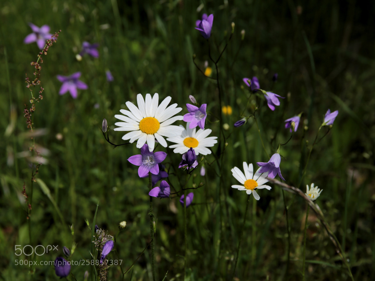 Canon EOS 6D sample photo. Summer meadow in franconia photography