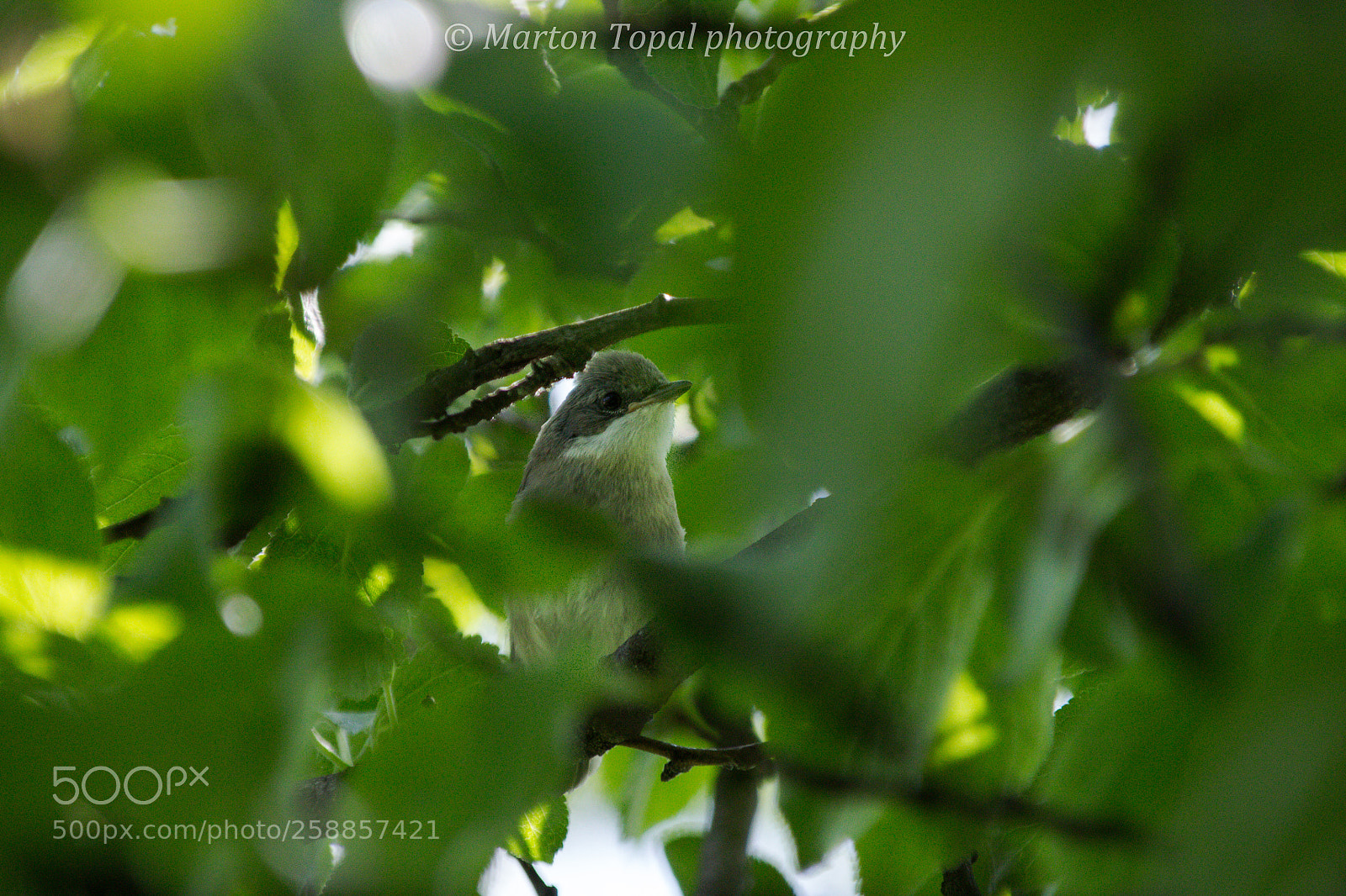 Canon EOS 100D (EOS Rebel SL1 / EOS Kiss X7) sample photo. A young spotted flycatcher photography