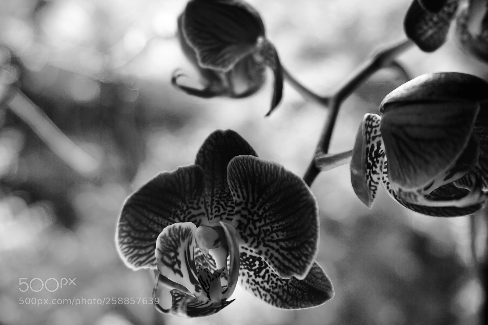 Sony a6000 sample photo. Orchid b&w photography