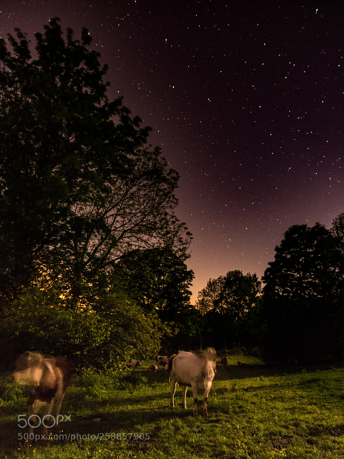 Canon EOS 6D sample photo. Ghost cows photography