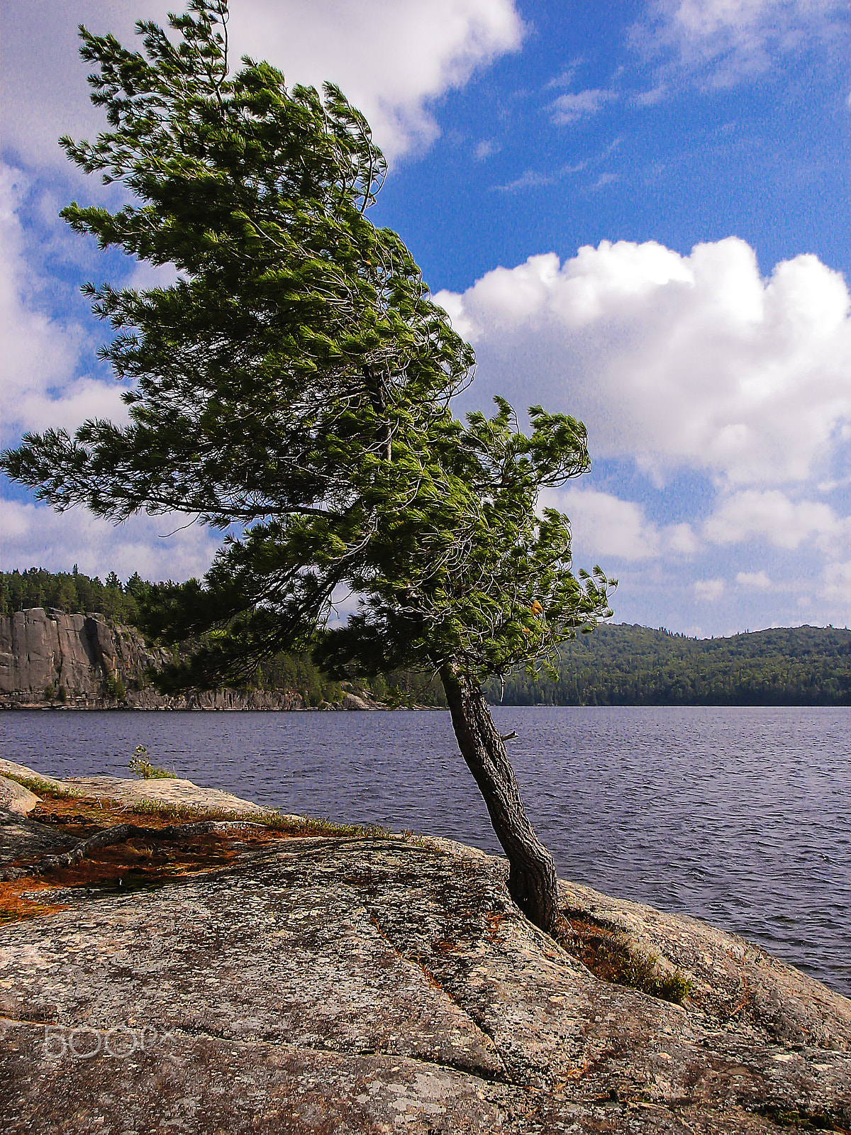 Canon POWERSHOT S2 IS sample photo. Pine on the rock photography