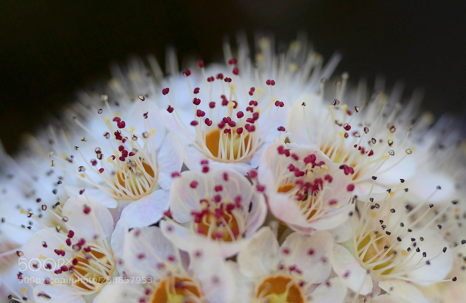 Canon EOS 5D Mark II sample photo. Red speckled photography