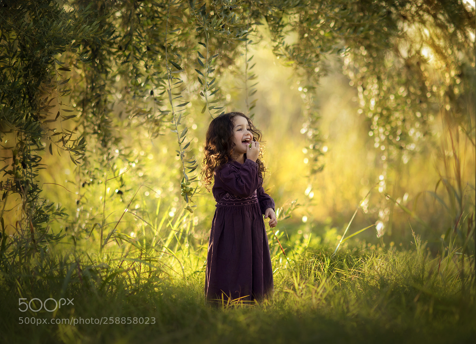 Nikon D750 sample photo. The olive tree garden photography