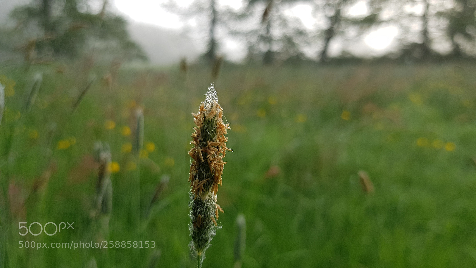 Samsung Galaxy S8 sample photo. Untitled photography