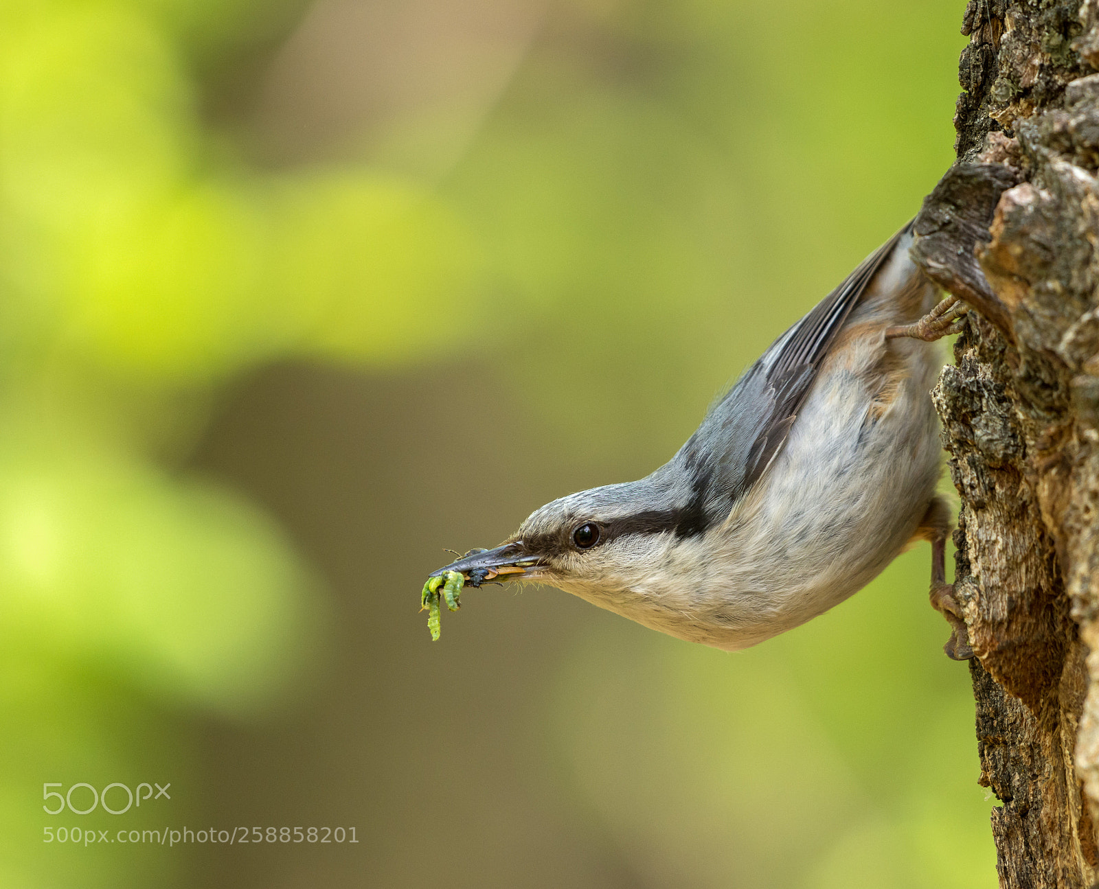 Nikon D7200 sample photo. Eurasian nuthatch photography