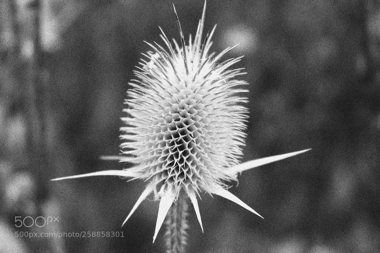 Canon EOS 100D (EOS Rebel SL1 / EOS Kiss X7) sample photo. The call of nature photography