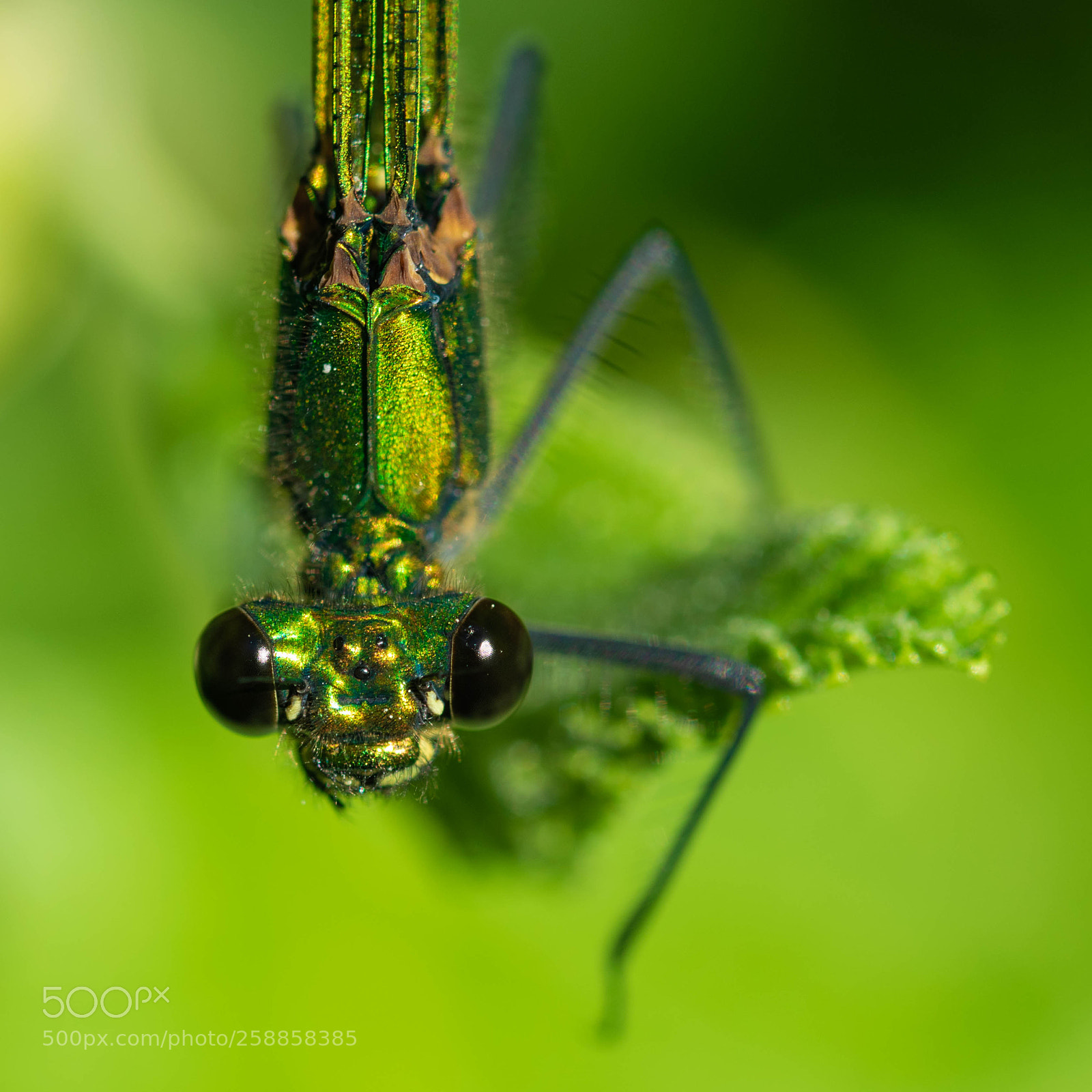 Nikon D5300 sample photo. The green lady photography