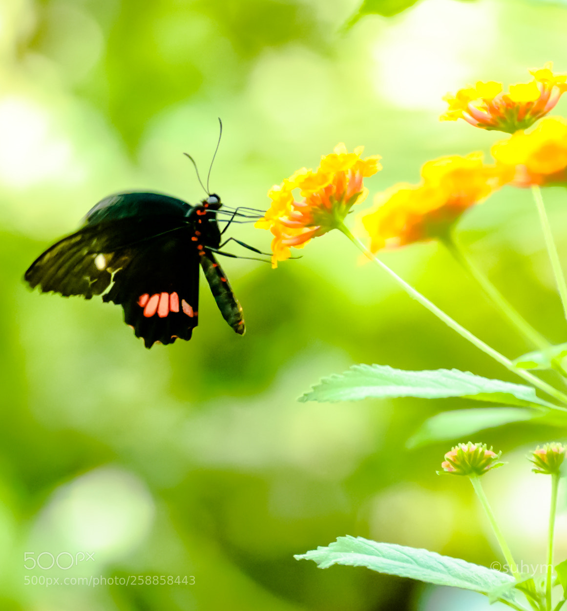 Nikon D40 sample photo. Black photography