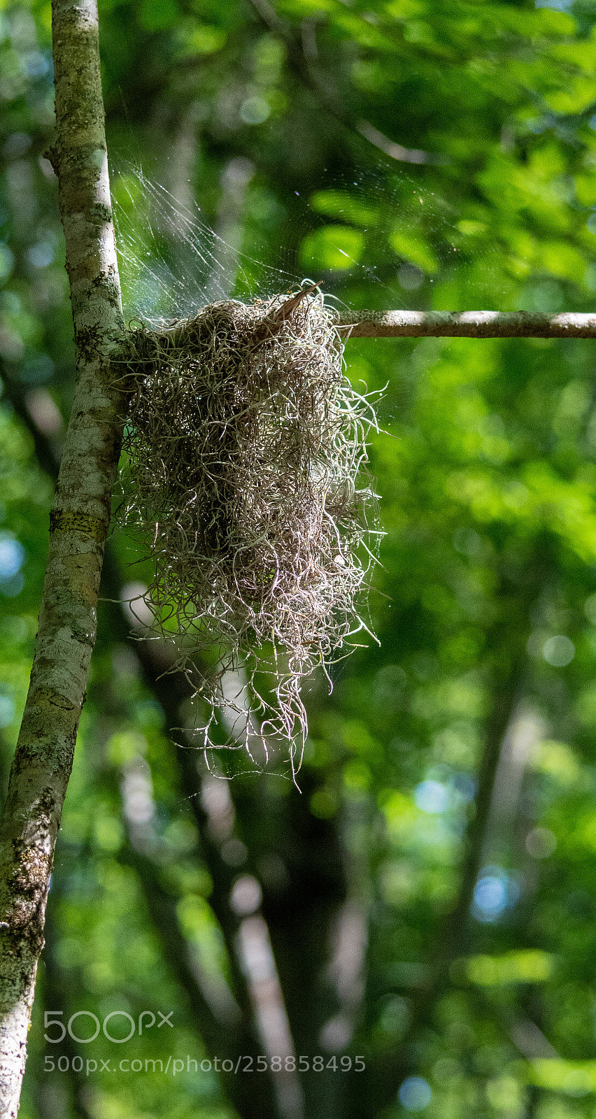 Nikon D5200 sample photo. Spanish moss photography