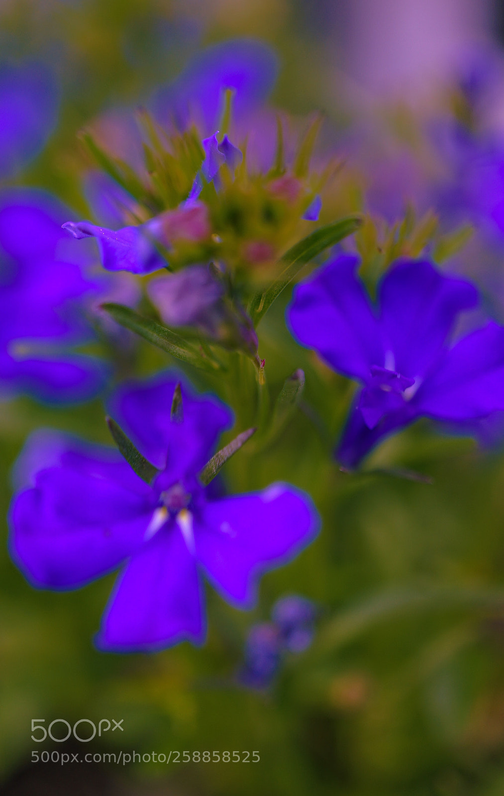 Sony a7 II sample photo. "lobelia" photography