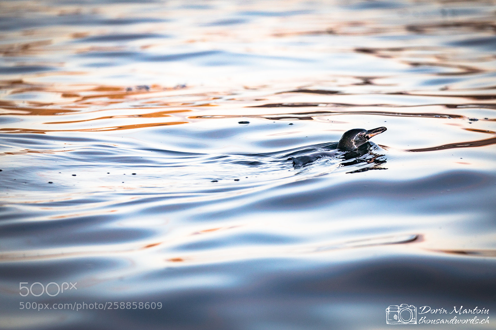Canon EOS 5D Mark IV sample photo. Untitled photography