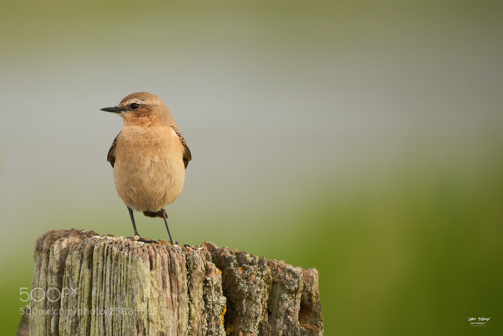 Nikon D810 sample photo. Female wheatear photography