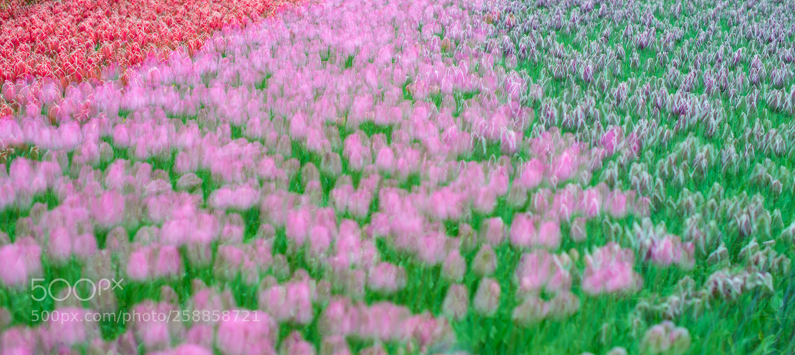 Nikon D800 sample photo. Tulips photography