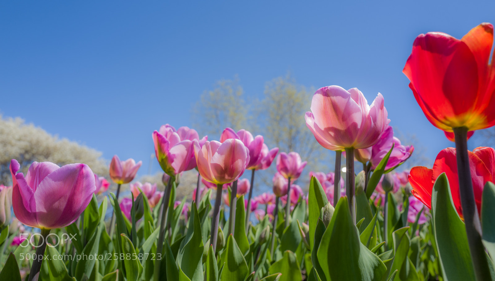 Leica Q (Typ 116) sample photo. Tulips photography