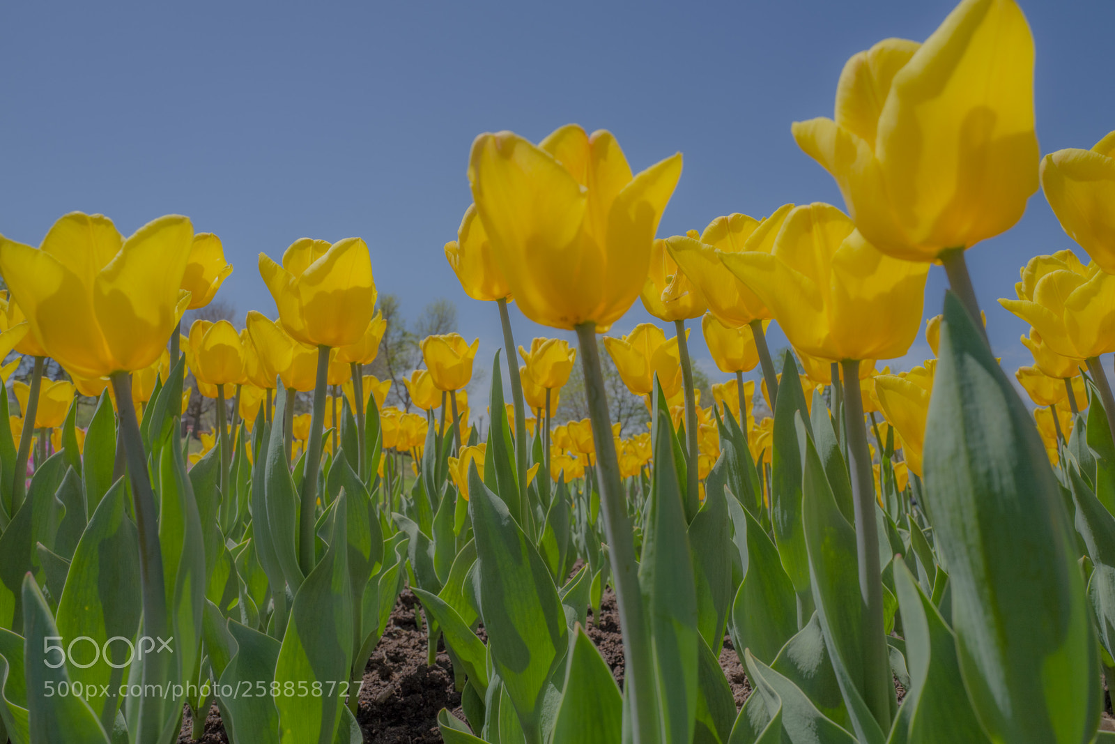 Leica Q (Typ 116) sample photo. Tulips photography