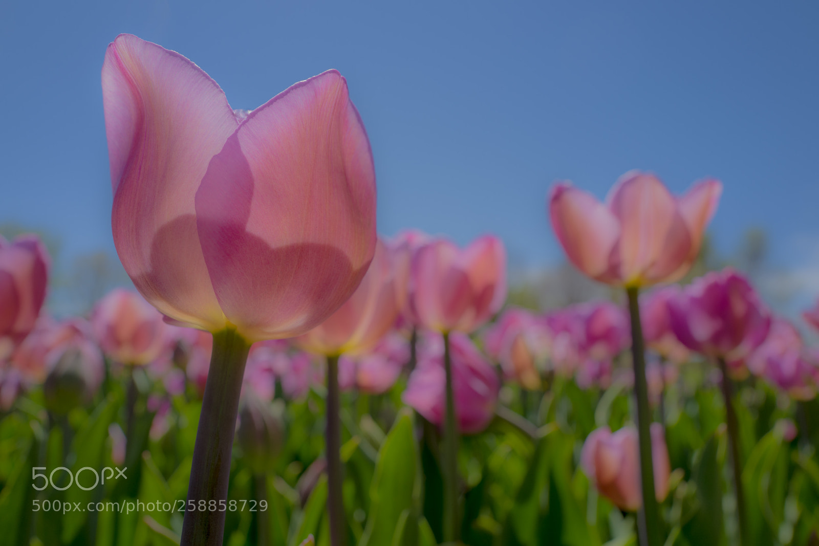 Leica Q (Typ 116) sample photo. Tulips photography