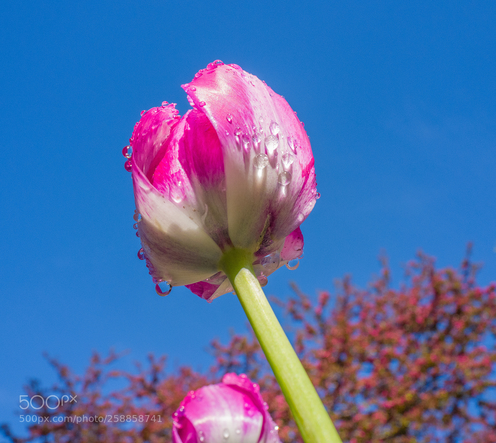 Leica Q (Typ 116) sample photo. Tulips photography