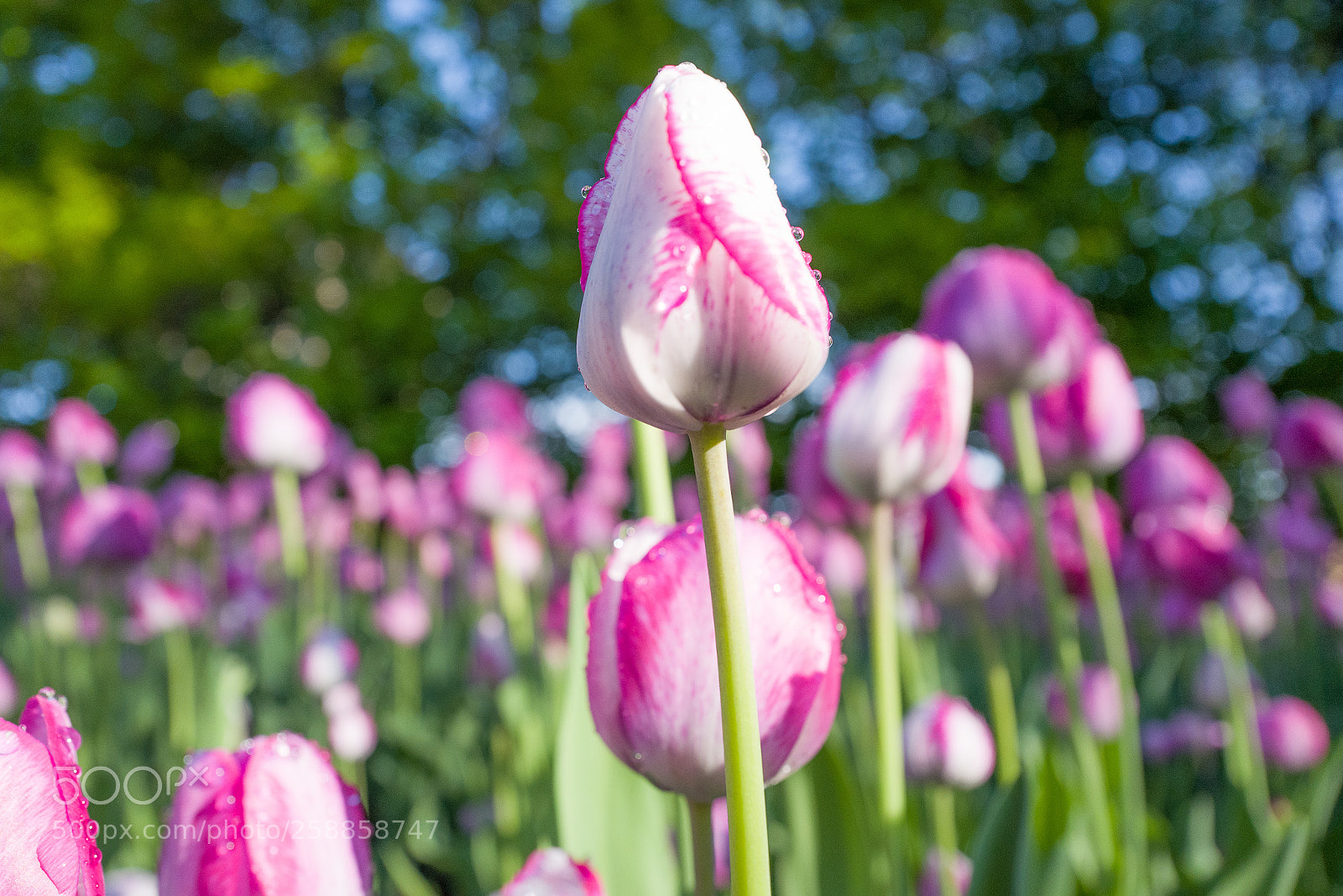 Leica Q (Typ 116) sample photo. Tulips photography