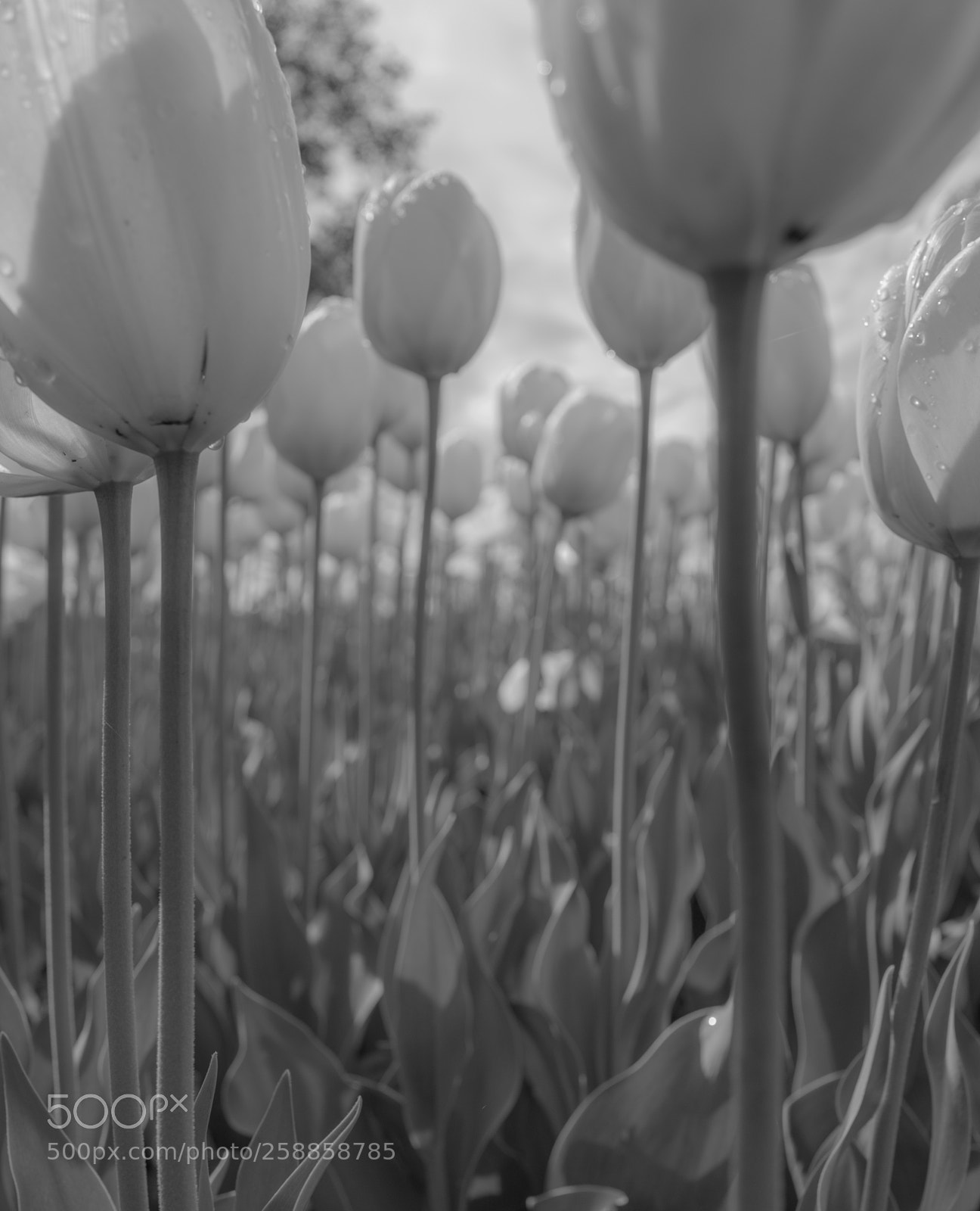Leica Q (Typ 116) sample photo. Tulips photography
